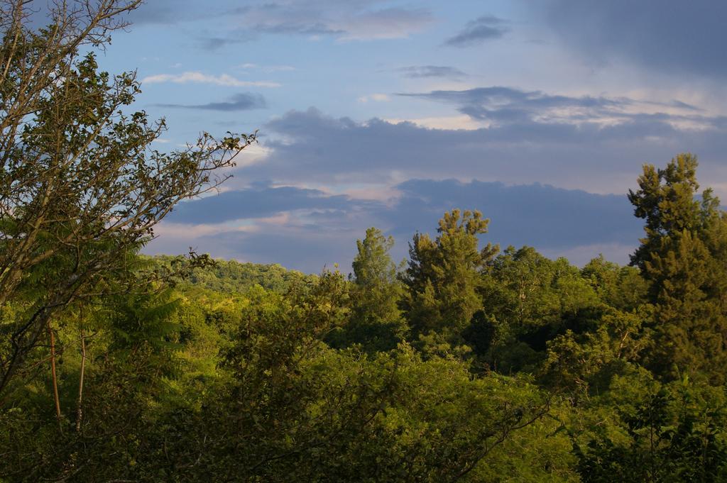 Bush Baby Glen Villa Hazyview Bilik gambar